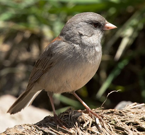 Grayheaded Junco